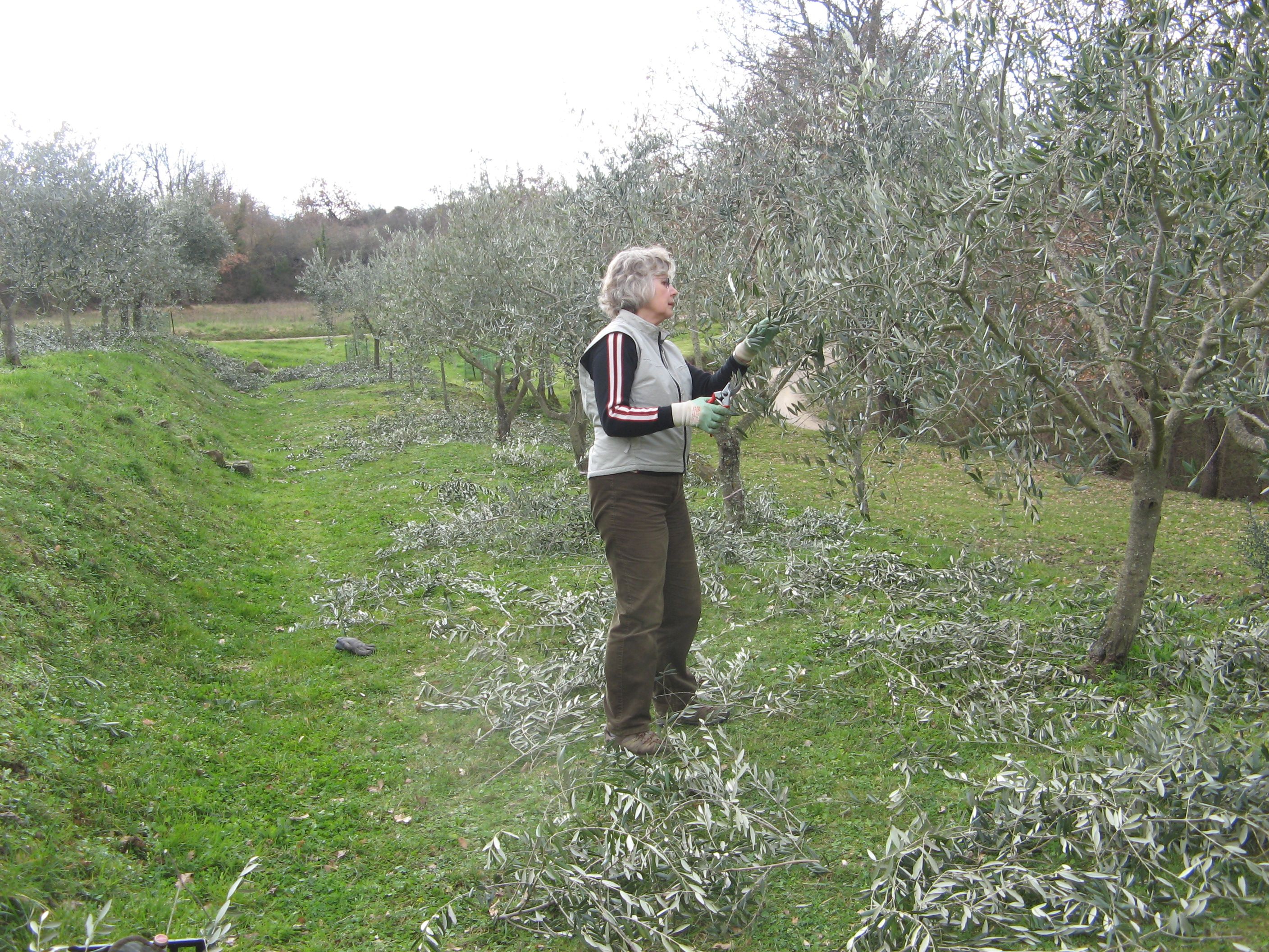 Winter 2014: Planting and Pruning | Calboccia